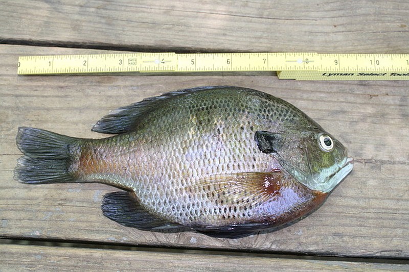 Panfish offer a summer's worth of fishing fun in Arkansas