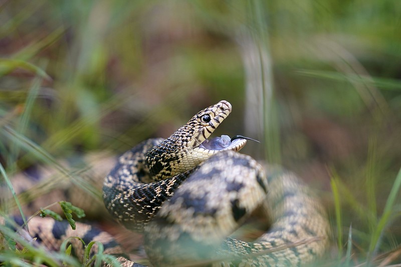 Memphis 'snake factory' transplants slither into their new home in