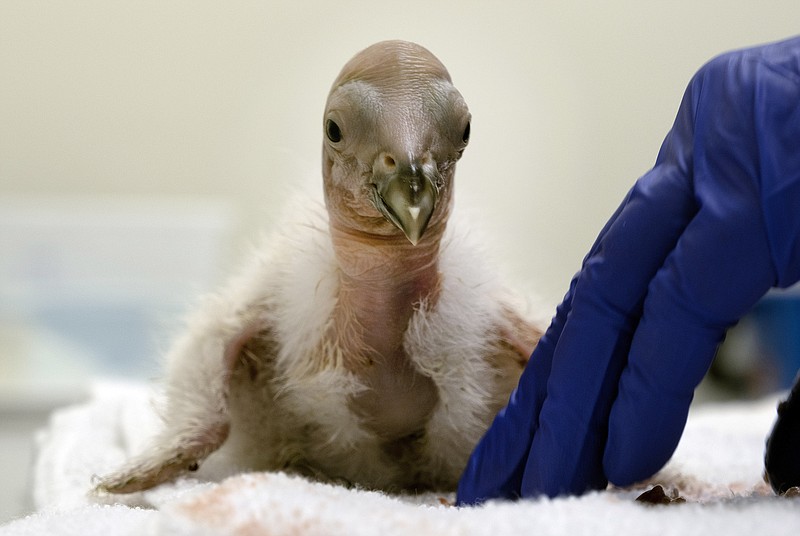 California Condors Confront Bird Flu In Flight From Extinction ...