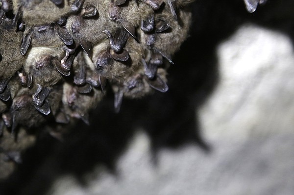 Tiny bats provide 'glimmer of hope' against a fungus that threatened ...