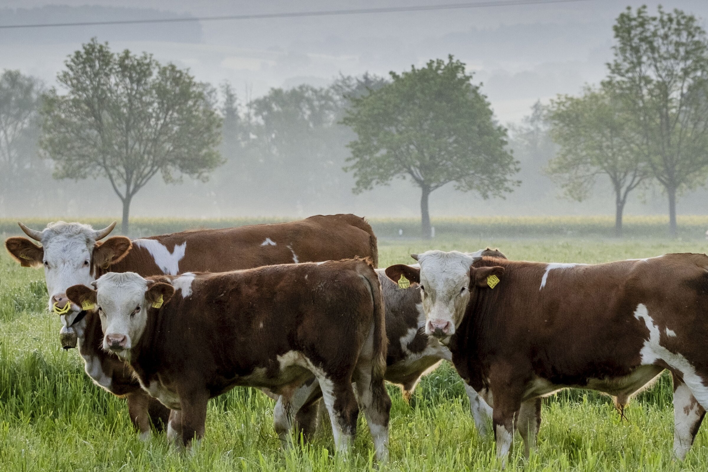 Cattle markets soared in 2023