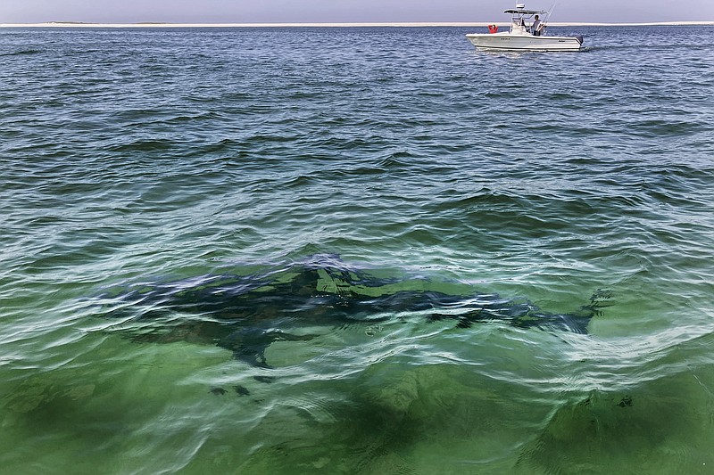 FILE - A white shark swims across a sand bar off the Massachusetts' coast of Cape Cod, Aug. 13, 2021. Recent shark bites in Florida and Hawaii and a suspected case in New Jersey have peaked interest in the age-old summer question of whether it's safe to go in the water. (AP Photo/Charles Krupa, File)