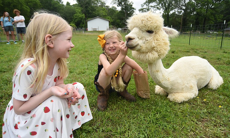 Staff Photo by Matt Hamilton / Paisley Yarber, 7, left, and Rosie Lewis, 6, feed an alpaca at Rosie Mae’s in Wildwood, Ga., on Friday.