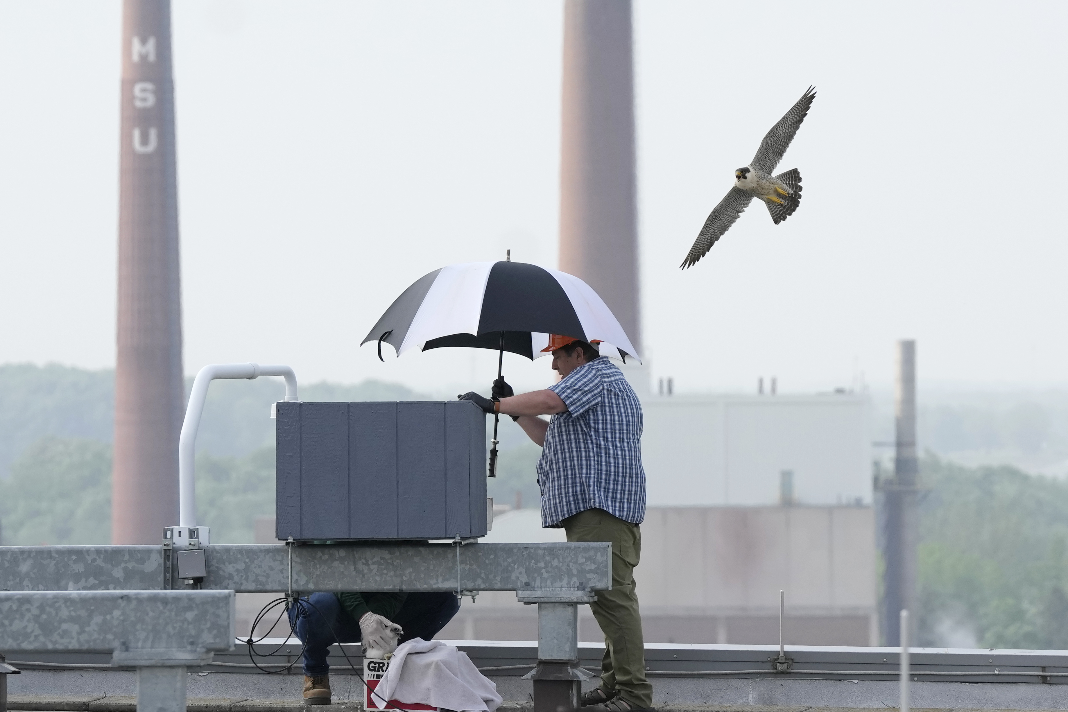 A peregrine falcon flies near its nest as Jim Schneider, right, assists Department of Natural Resources wildlife biologist Chad Fedewa pick peregrine chicks for banding, Wednesday, May 24, 2023, in East Lansing, Mich. Fedewa banded four peregrine falcon chicks that live in a nest situated on the top of Spartan Stadium, home of Michigan State University's football team. (AP Photo/Carlos Osorio)