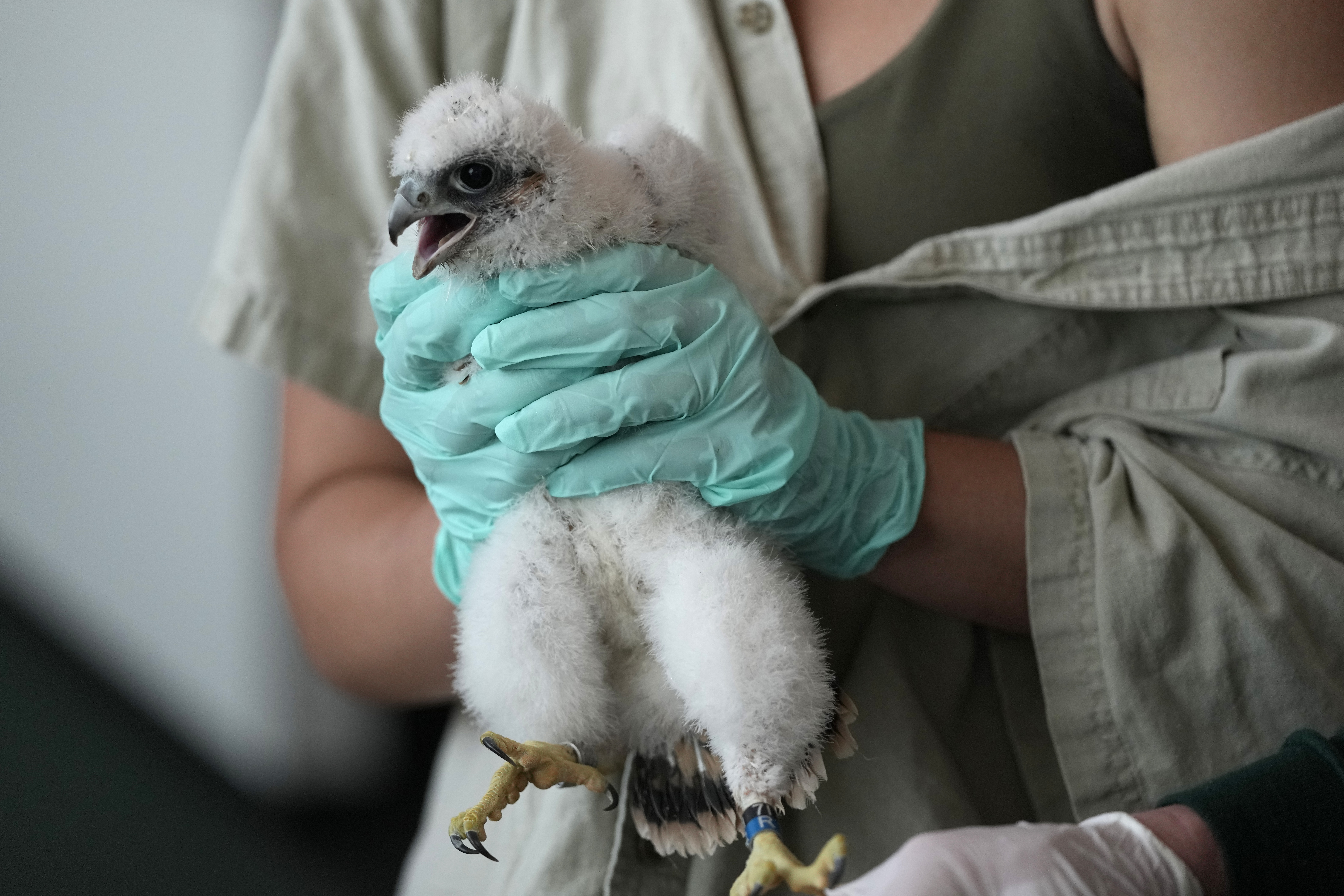 Michigan State Fish and Wildlife Club President Molly Engelman holds a peregrine falcon chick after it was banded by Department of Natural Resources wildlife biologist Chad Fedewa, Wednesday, May 24, 2023, in East Lansing, Mich. Fedewa banded four peregrine falcon chicks that live in a nest situated on the top of Spartan Stadium, home of Michigan State University's football team. (AP Photo/Carlos Osorio)