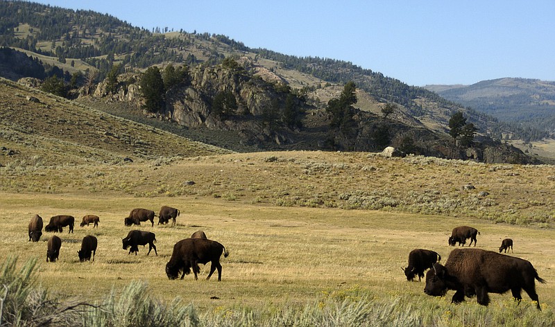 FILE - A herd of bison grazes in the Lamar Valley of Yellowstone National Park on Aug. 3, 2016. Yellowstone National Park officials say they had to kill a newborn bison because its herd wouldn’t take the animal back after a man picked it up. Park officials say in a statement the calf became separated from its mother when the herd crossed the Lamar River in northeastern Yellowstone on Saturday, May 20, 2023. (AP Photo/Matthew Brown, File)