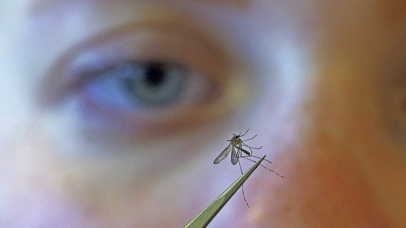 FILE - In this 2019 photo, a municipal biologist examines a mosquito in Salt Lake City. (AP Photo/Rick Bowmer)