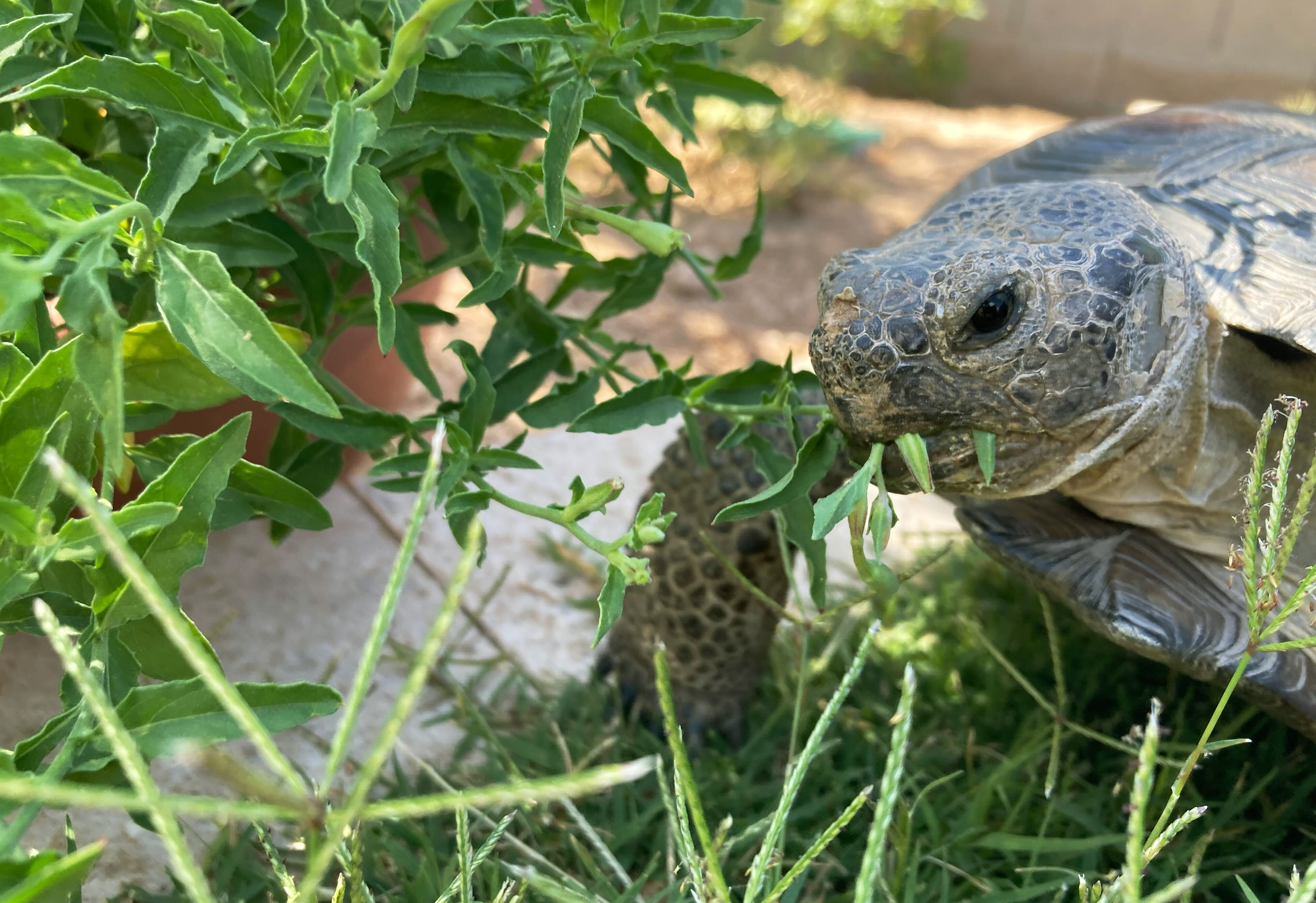 Dotty the desert tortoise chows down on evening primrose in Scottsdale, Ariz., on May 11, 2023. The surprising warmth of these ancient cold-blooded creatures has made them popular pets for families with pet dander allergies and for retirees. (AP Photo/Alina Hartounian)