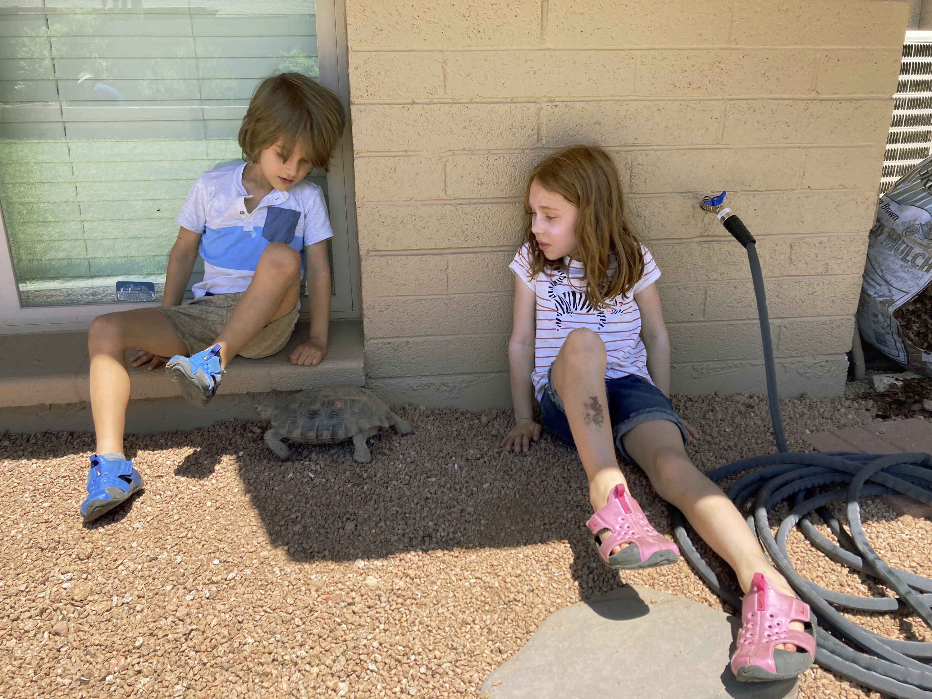 Sebastian Robertson, left, and his sister Seyda allow their new pet tortoise to explore in Scottsdale, Ariz., on April 29, 2023. The surprising warmth of these ancient cold-blooded creatures has made them popular pets for families with pet dander allergies and for retirees. (AP Photo/Alina Hartounian)