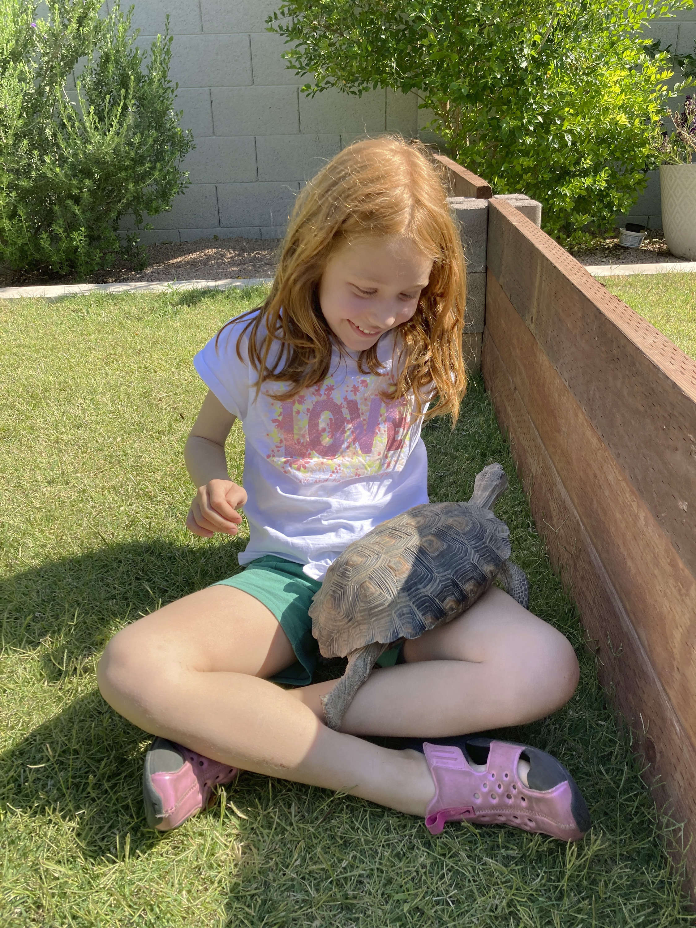 Dotty the desert tortoise climbs into the lap of Seyda Robertson in Scottsdale, Ariz., on May 7, 2023. The surprising warmth of these ancient cold-blooded creatures has made them popular pets for families with pet dander allergies and for retirees. (AP Photo/Alina Hartounian)