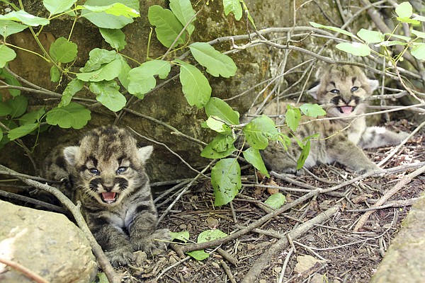 3 healthy kittens born to mountain lion tracked by biologists in wilderness near Los Angeles Chattanooga Times Free Press 3 healthy kittens born to mountain lion tracked by biologists in wilderness near Los Angeles Chattanooga Times Free Press