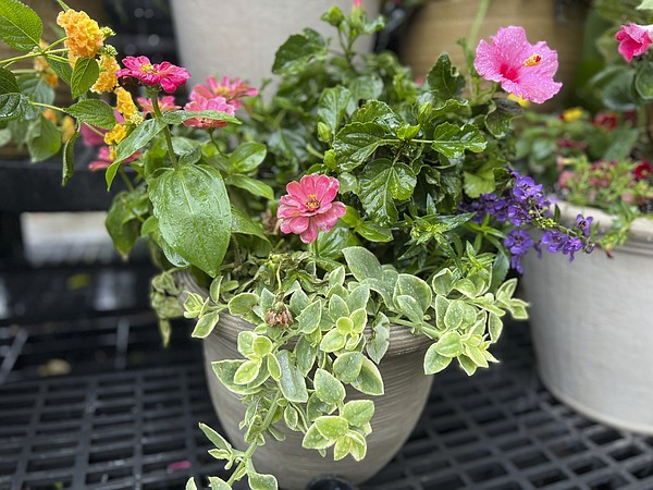 how-to-plant-a-container-like-the-pros-do-chattanooga-times-free-press