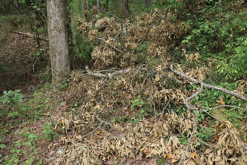 Trees along the Ouachita Trail are shown with their branches cut off and dropped to the ground in this May 22, 2021 file photo. Dennis Rainey, the founder of FamilyLife and a Christian lifestyle influencer, was on trial beginning in May 2023 for cutting more than 100 trees on public property to improve his view of Lake Maumelle. Rainey has apologized and conceded that his work crew cut up the grove of 111 trees on Central Arkansas Water property. (Arkansas Democrat-Gazette file photo)