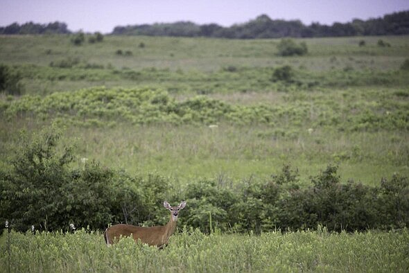 The Missouri Department of Conservation and its partners will host a Missouri Statewide Landowner Cooperative Meeting June 23-24, 2023, in Fulton. (Photo courtesy of MDC)