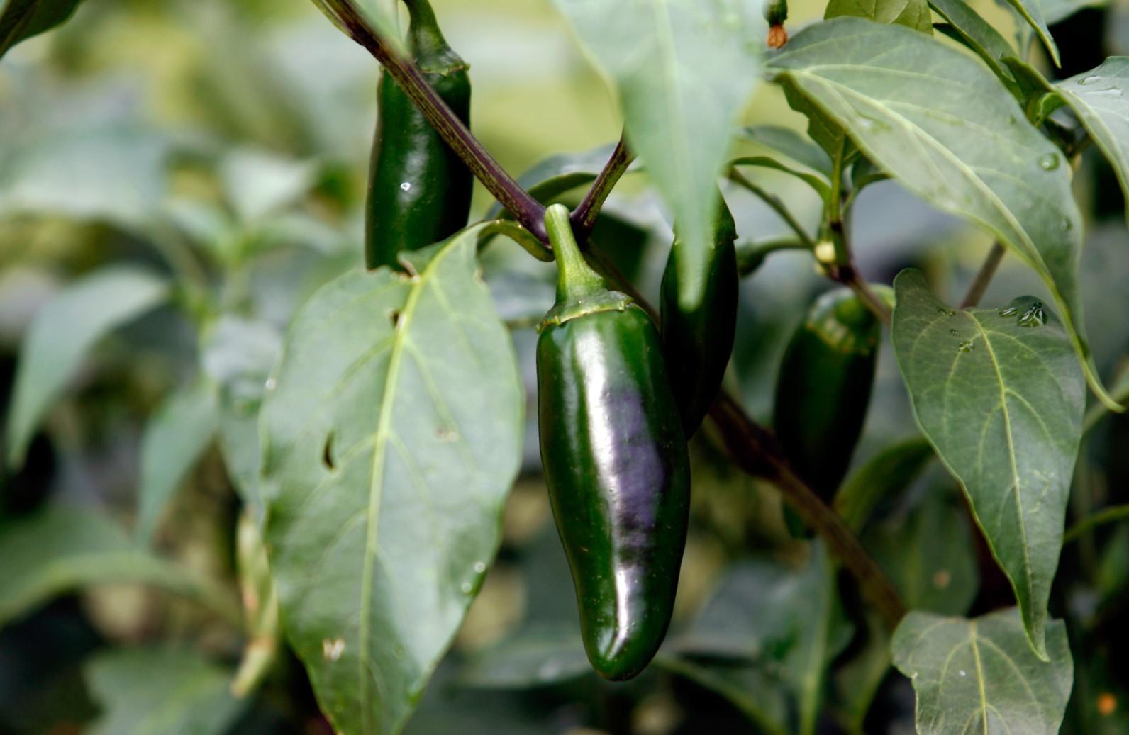 Edible Gardens event is June 15