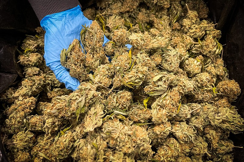 A Robust Cannabis employee showcases the company’s Black Hole Sun strain at their warehouse in Cuba, Missouri. (Courtesy of Rebecca Rivas/Missouri Independent)