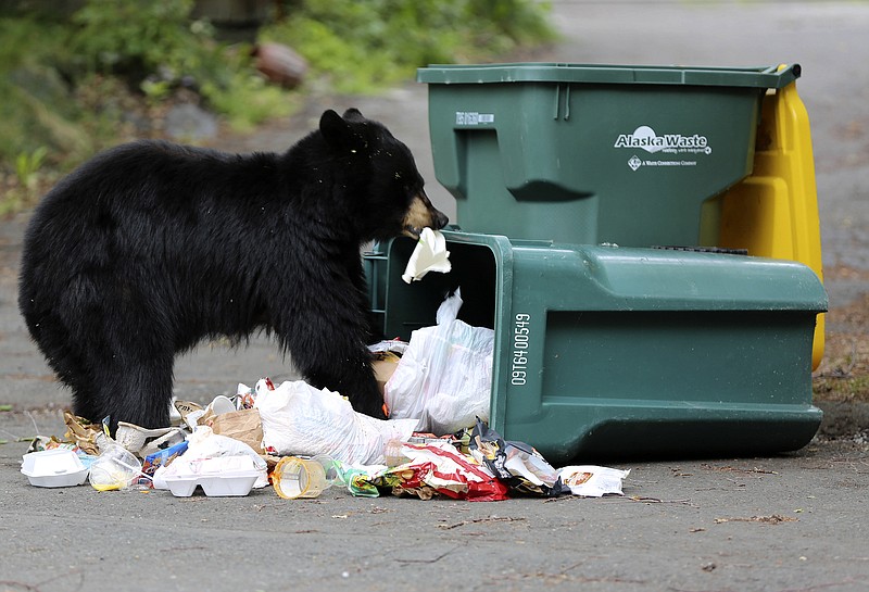 A black bear eats trash after knocking over a trash bin in east Anchorage, Alaska, in 2021. (AP Photo/Mark Thiessen)