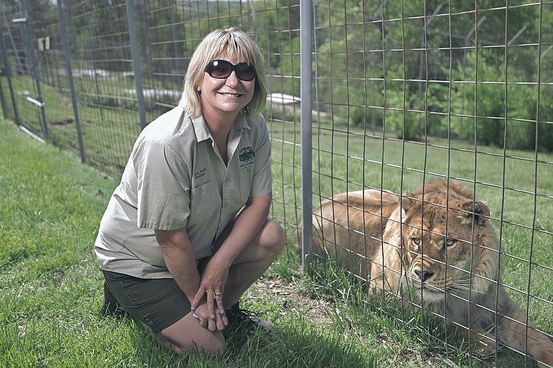 Turpentine Creek Founder and Owner Tanya Smith poses for a portrait with Kayro, a male li-liger, Wednesday, May 3 2023 at the Turpentine Creek Wildlife Refuge in Eureka Springs. A li-liger is the offspring of a lion and a tiger. A big cat refuge in Tampa, Florida - made famous by the Tiger King series - is sending all of their cats to Turpentine because of how well Turpentine operates. Visit nwaonline.com/photos for today's photo gallery...(NWA Democrat-Gazette/Charlie Kaijo)