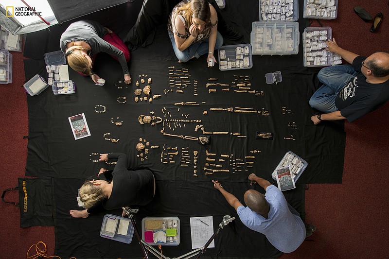 In this photo provided by National Geographic, researchers lay out fossils of Homo naledi at the University of the Witwatersrand's Evolutionary Studies Institute in Johannesburg, South Africa in 2014. The new species of human relative was discovered by a team led by National Geographic Explorer-in-Residence Lee Berger of the University of the Witwatersrand deep inside a cave located outside Johannesburg. In research released on Monday, June 5, 2023, scientists say they've found evidence that the ancient human cousin buried its dead and carved symbols into cave walls, actions previously tied only to bigger-brained species. (Robert Clark/National Geographic via AP)
