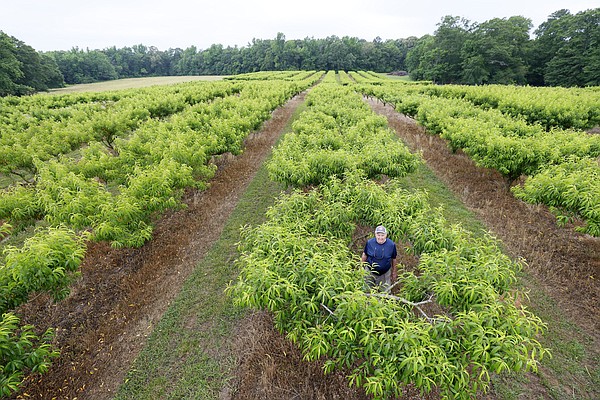 As winter warms, farmers in southern U.S. find ways to adapt - Vimarsana News