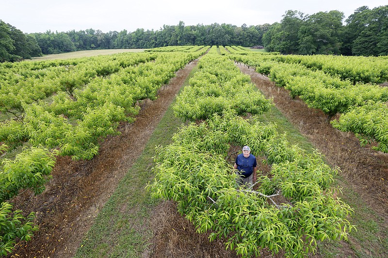 Jim Markley, the proprietor of CJ Orchards Farm, stands inside a Peach Tree with abundant leaves but devoid of fruit, while posing for a photo in Rutledge, Ga., on May 31, 2023. Climate change is driving warmer winters, and in several cities in the U.S. South farmers have struggled with crop losses or had to replant fields. (Miguel Martinez/Atlanta Journal-Constitution via AP)