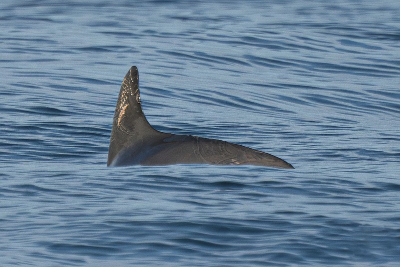 In this photo courtesy of the Sea Shepherd Conservation Society, a vaquita marina swims in the Biosphere Reserve of the Upper Gulf of California and Colorado River Delta, in the Sea of Cortez, Mexico, May 20, 2023. Experts on the expedition estimate they saw between 10 and 13 of the porpoises during nearly two weeks of sailing in May 2023 in the Gulf of California. (Sea Shepherd Conservation Society via AP)