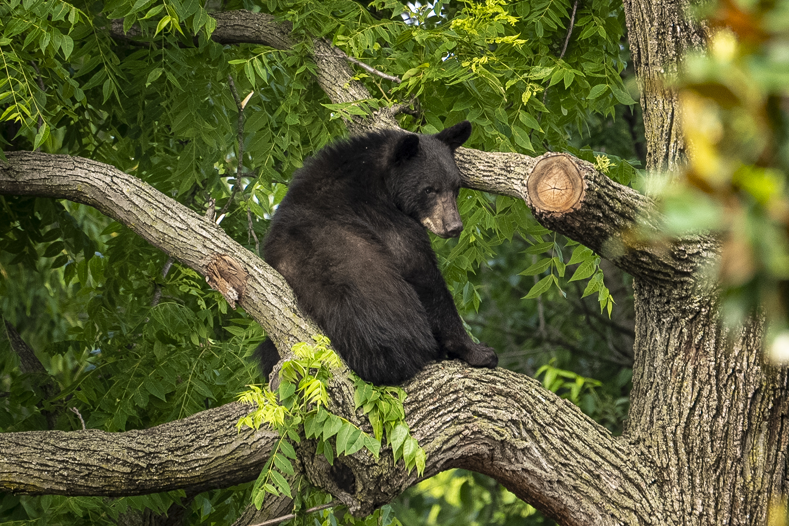 A black bear sits in a tree while police attempt to keep it in place until wildlife authorities can arrive on scene in the residential Brookland neighborhood in Northeast Washington, in Washington, Friday, June 9, 2023. The bear was eventually tranquilized by the Humane Rescue Alliance and taken away in a cage by the Smithsonian's National Zoo. (AP Photo/Andrew Harnik)