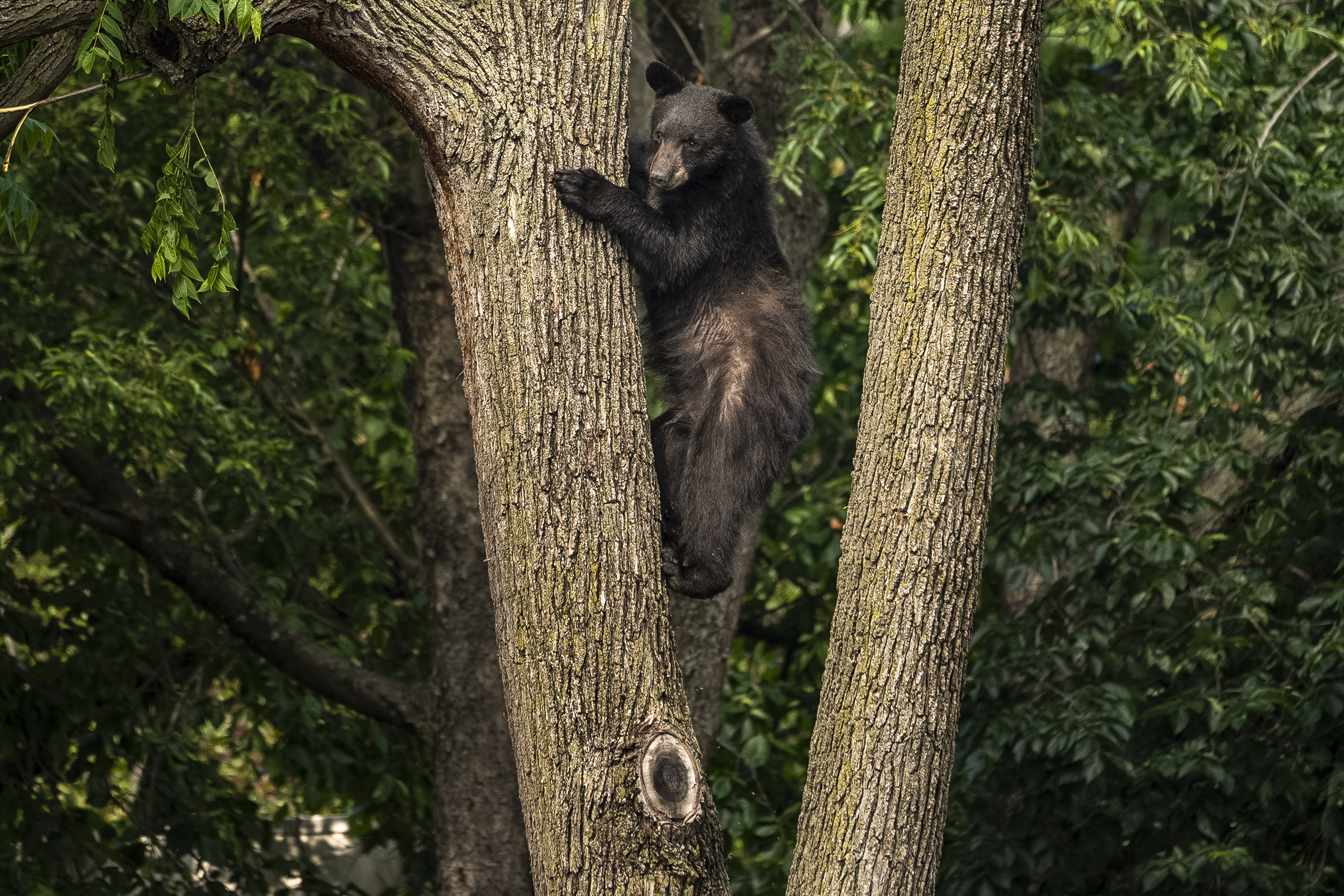 A black bear stays in a tree while police attempt to keep it in place until wildlife authorities can arrive on scene in the residential Brookland neighborhood in Northeast Washington, in Washington, Friday, June 9, 2023. The bear was tranquilized by the Humane Rescue Alliance and taken away in a cage by the Smithsonian's National Zoo. (AP Photo/Andrew Harnik)