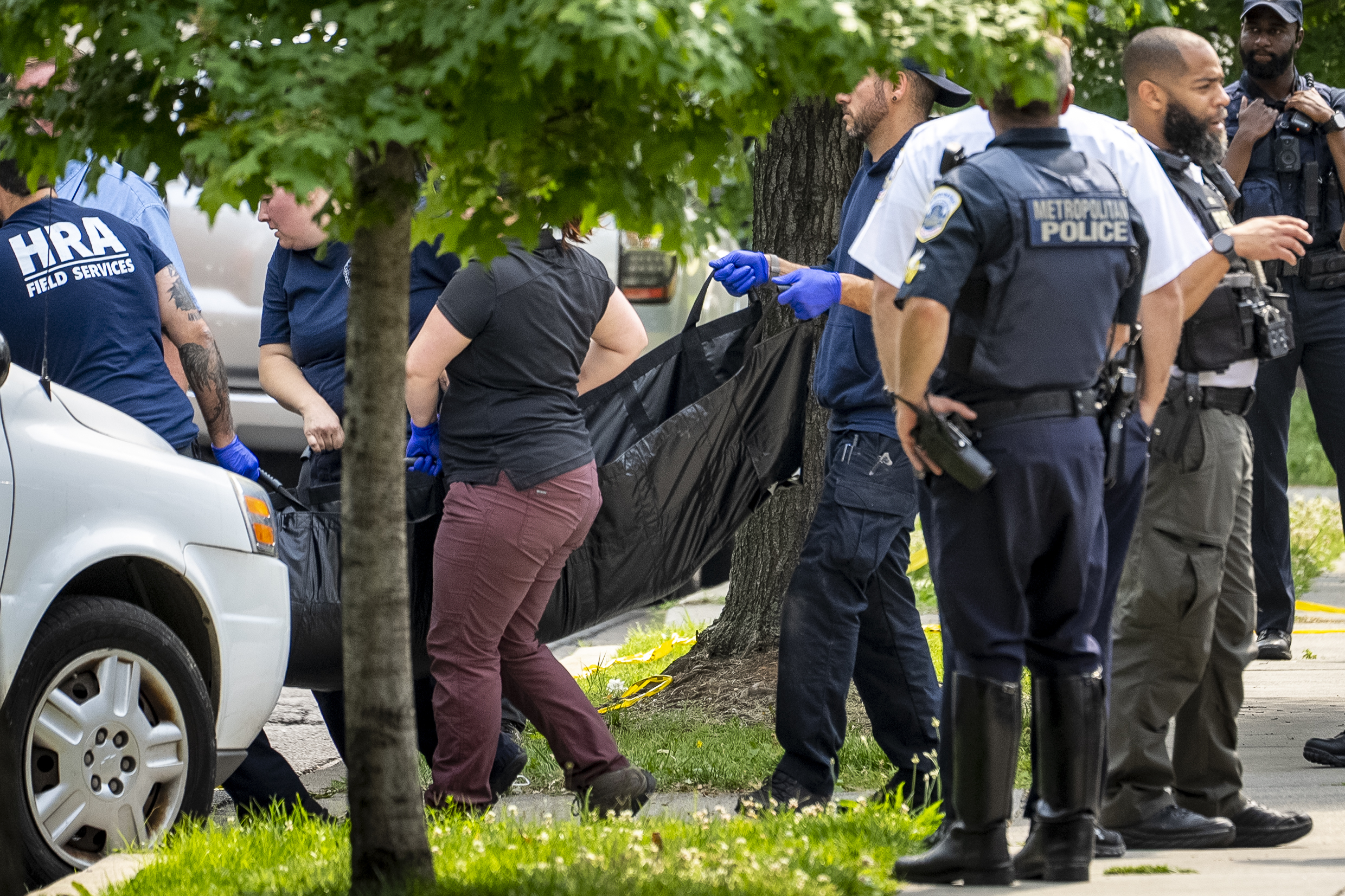 A sleeping black bear is carried to a cage after being captured in the residential Brookland neighborhood in Northeast Washington, in Washington, Friday, June 9, 2023. The bear was tranquilized by the Humane Rescue Alliance and taken away in a cage by the Smithsonian's National Zoo. (AP Photo/Andrew Harnik)