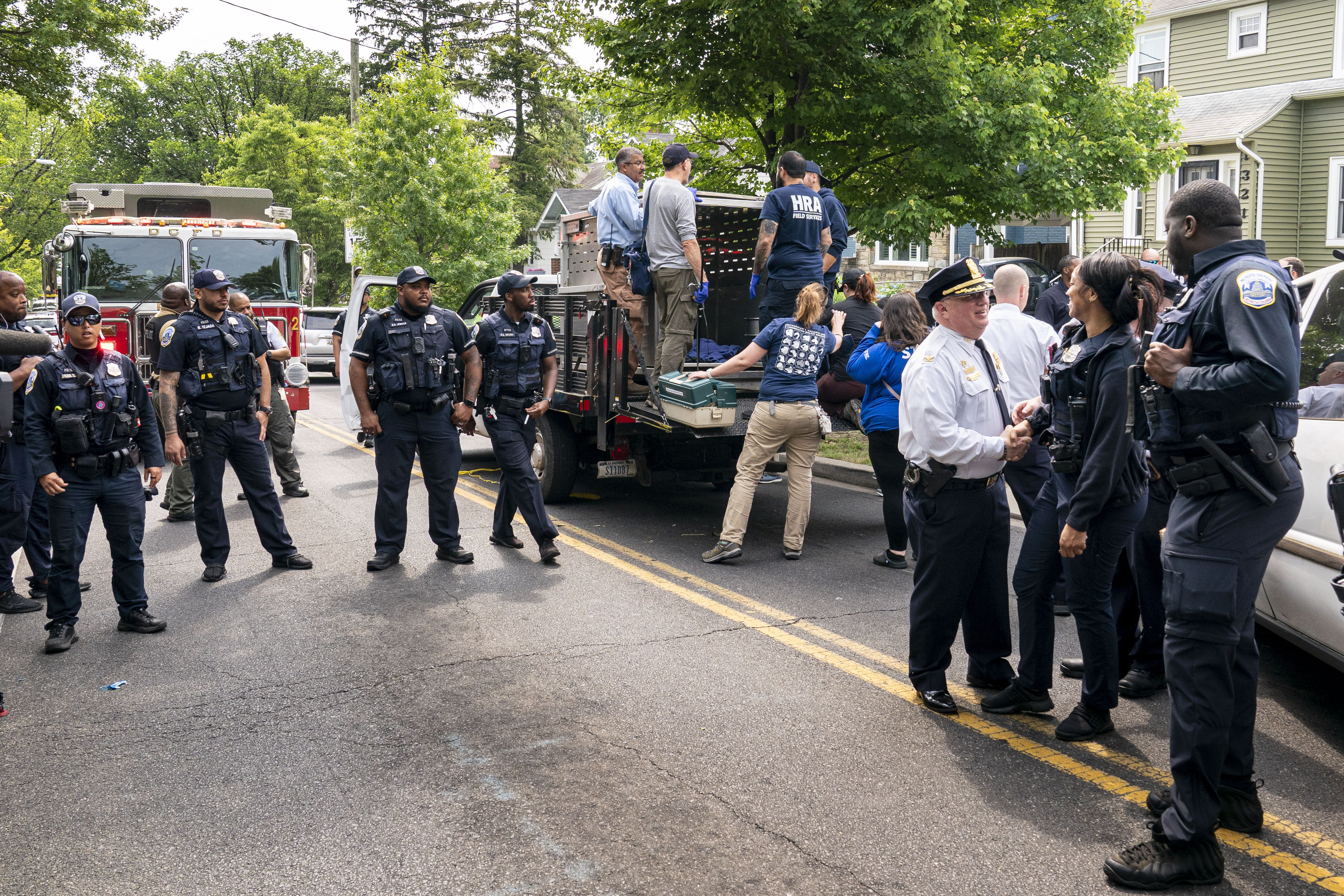 A sleeping black bear is put into a cage after being captured in the residential Brookland neighborhood in Northeast Washington, in Washington, Friday, June 9, 2023. The bear was tranquilized by the Humane Rescue Alliance and taken away in a cage by the Smithsonian's National Zoo. (AP Photo/Andrew Harnik)