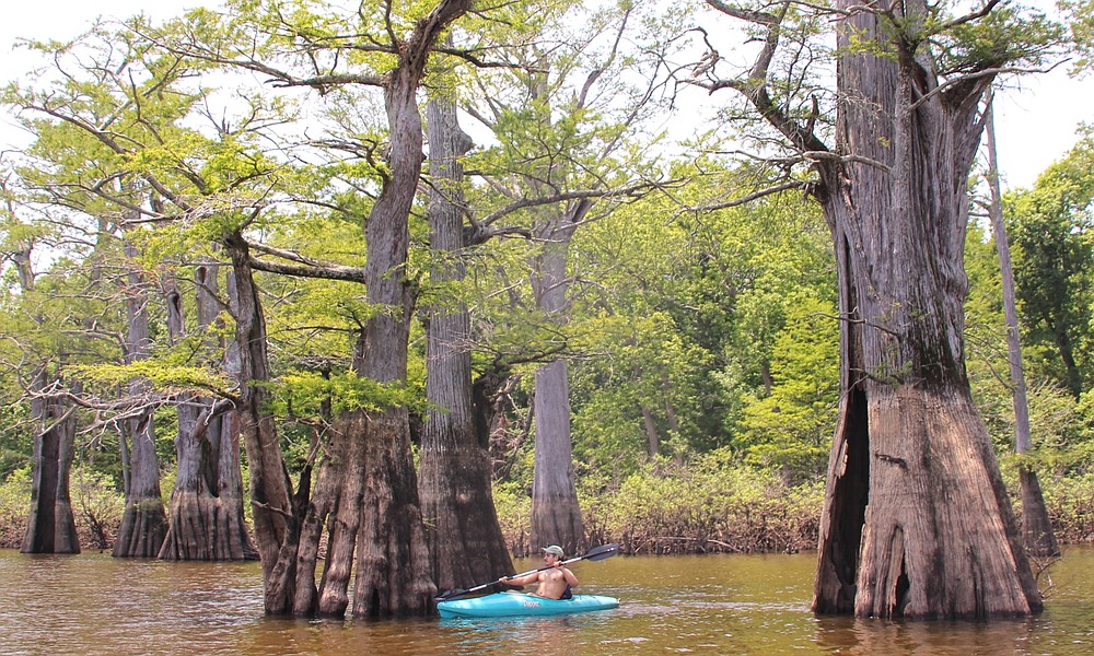 White River refuge biggest, wildest Big Woods destination in Arkansas 