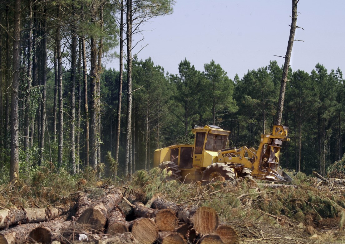 UA experts to hold forestry seminar