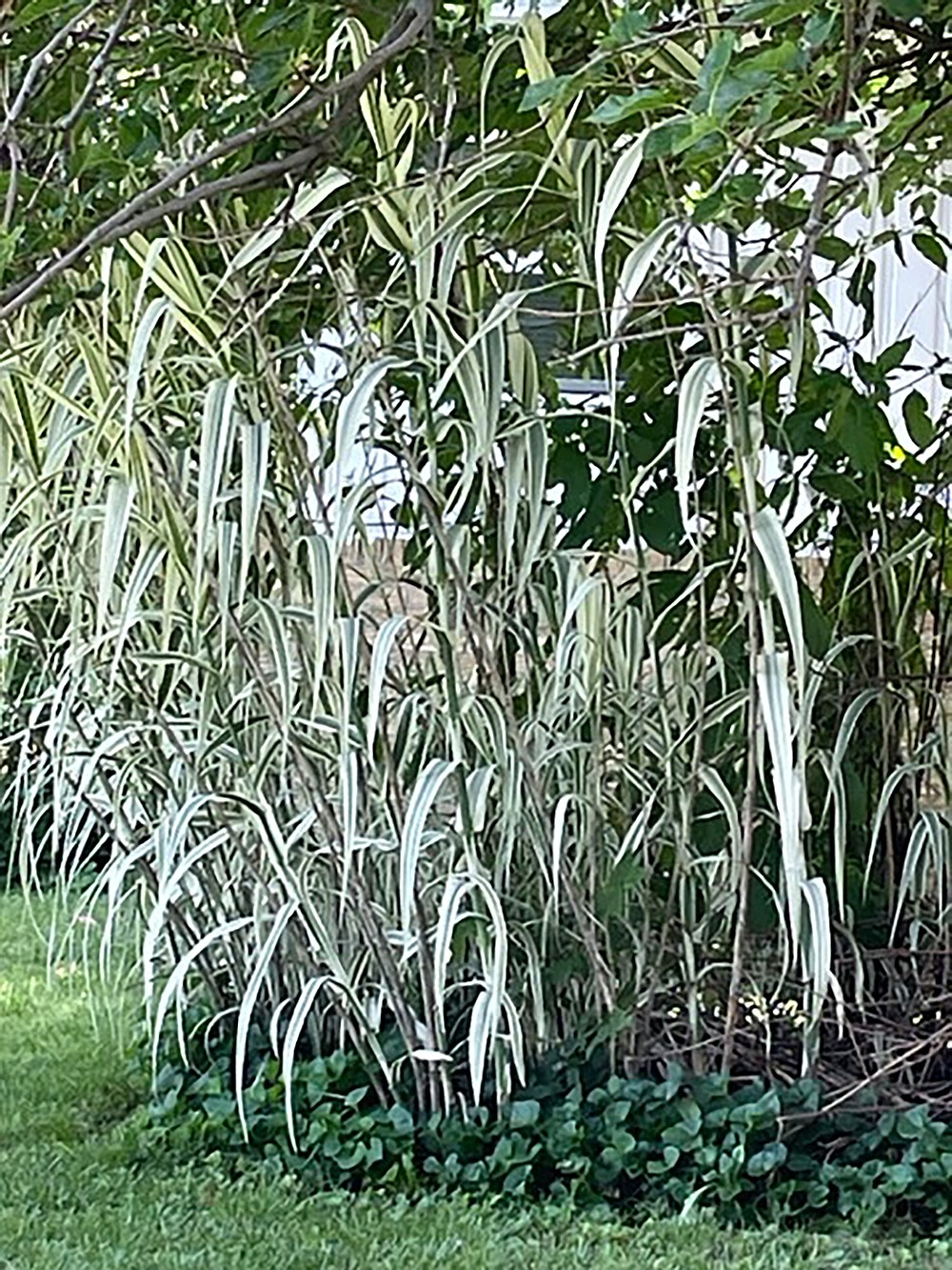 IN THE GARDEN Toothpick like Wood Shavings Appear On Crape Myrtle