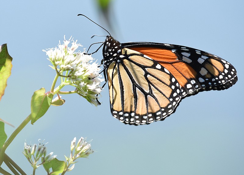 Tennessee makes milkweed push in effort to save monarch butterflies