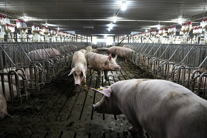 California bacon law takes effect but pork from farms using cages will