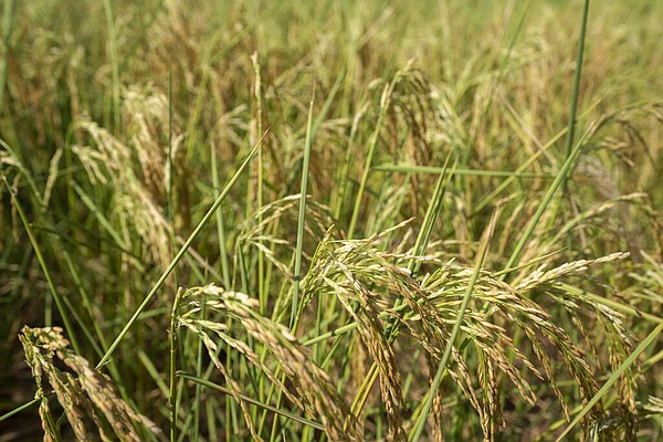 Researchers race to save rice, one of Arkansas' most valuable crops, from hazards of climate change - Vimarsana News