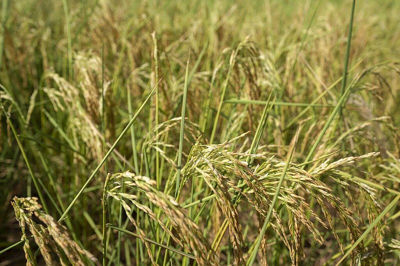 Rice plants that are turning yellow under heat and drought sway in the breeze in a farm field in this Aug. 21, 2022 file photo. (AP/Mark Schiefelbein)