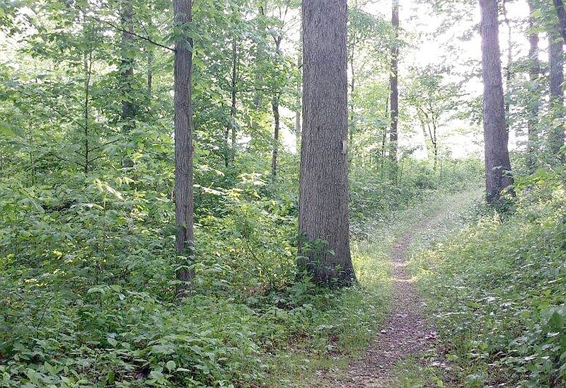 A trail winds through the Lake Wedington Recreation Area west of Fayetteville in this undated courtesy photo.