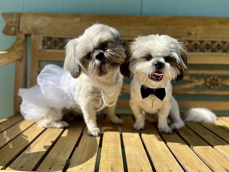 Daisy Puppy and Odo Rivers paws for a wedding photo op. (Courtesy of Karah Nazor Rivers.)