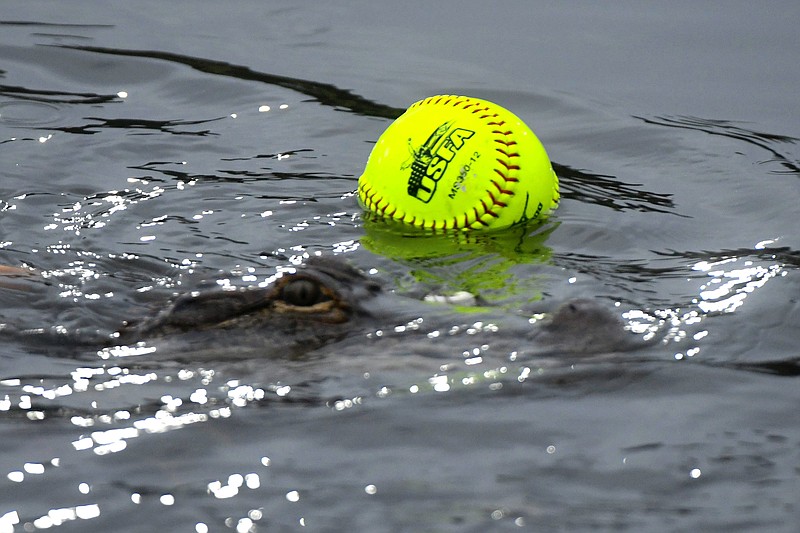 Photo by Kathleen Greeson / A Florida alligator swims by a floating softball at a park-side pond in Panama City during last week's 12u world series.