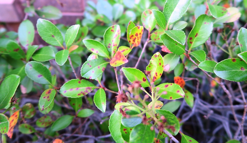 Arkansas plants and trees are under attack from diseases and insects ...