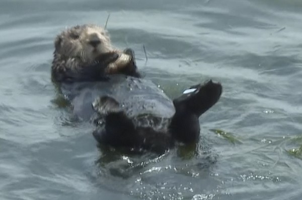 The sea otter harassing surfers off the California coast eludes capture as her fan club grows - Vimarsana News