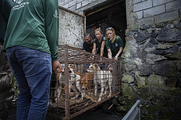 A notorious Indonesian animal market has ended its brutal dog and cat meat trade, campaigners say - Vimarsana News