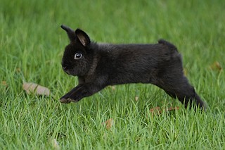 Thursday Rabbits Groups working to round up domesticated rabbits that have been running ...