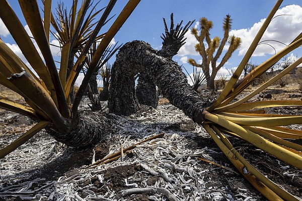 Wildfire in Mojave preserve 30% contained - Vimarsana News