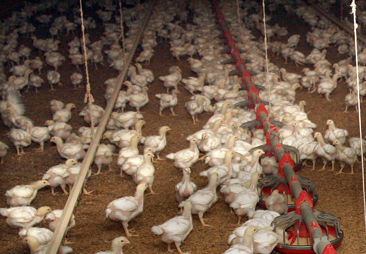 Poultry prices down as farmers face industry woes