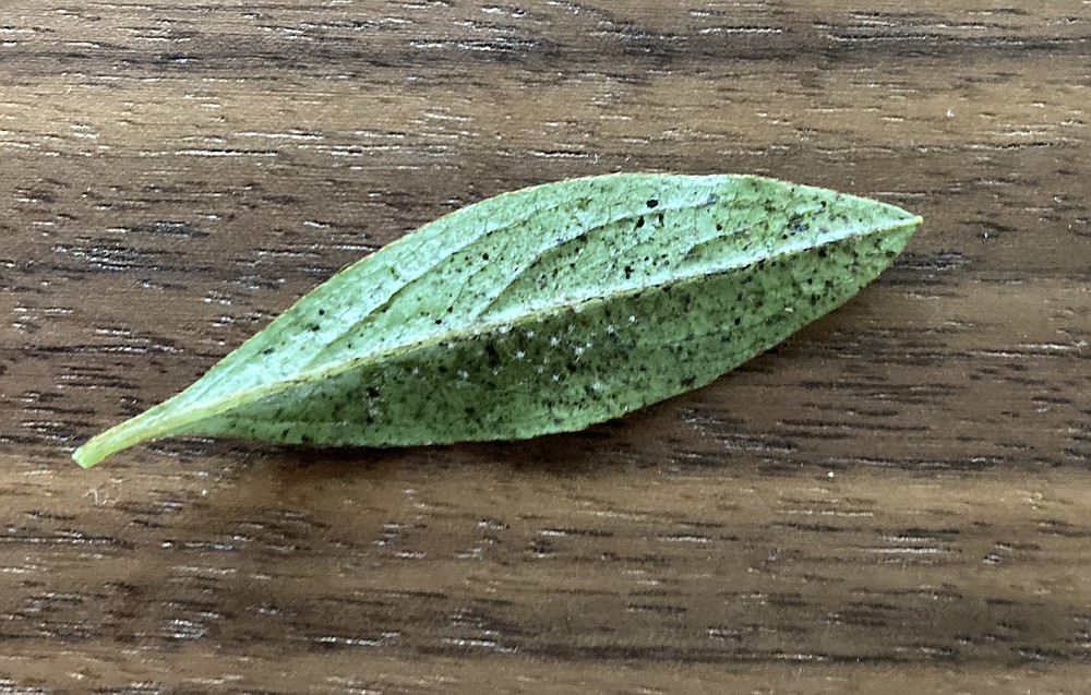 green leaves IN THE GARDEN: Azalea lacebugs take the green out of your greenery