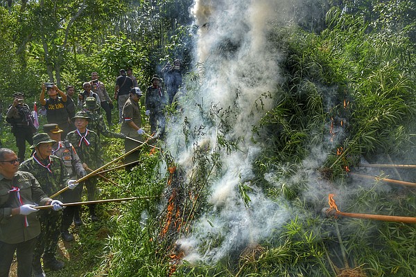 Indonesia burns marijuana plantation that was discovered by drones | Chattanooga Times Free Press - Vimarsana News