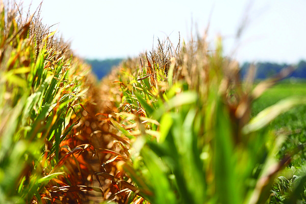 State corn appears strong - Vimarsana News