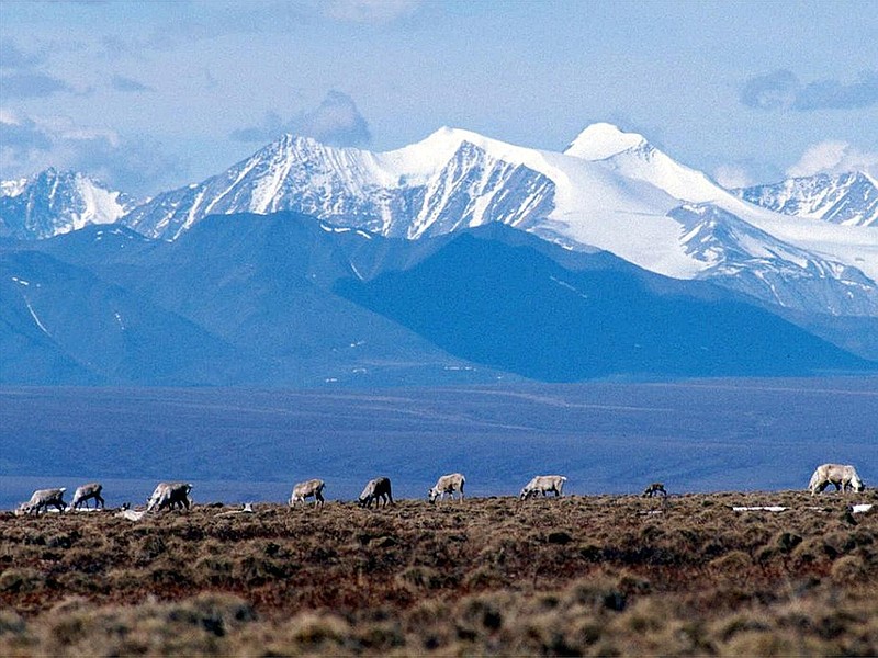 Caribou graze in the Arctic National Wildlife Refuge in Alaska in this June 1, 2001 file photo. President Joe Biden's administration on Wednesday, Sept. 6, 2023 canceled seven oil and gas leases in the refuge, overturning sales held in the final days of the Trump administration. (AP/File)